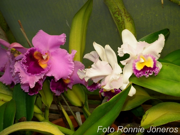 Cattleya